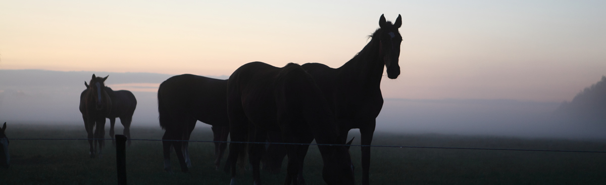 Paarden in de vroege ochtend