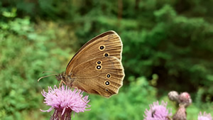Koevinkje, een typische vlinder van bloemrijke bermen en graslanden.